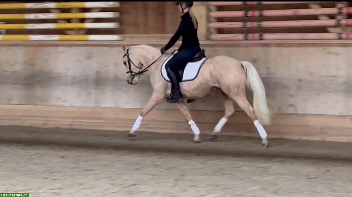 Hübsche Deutsche Reitpony Stute, sehr brav