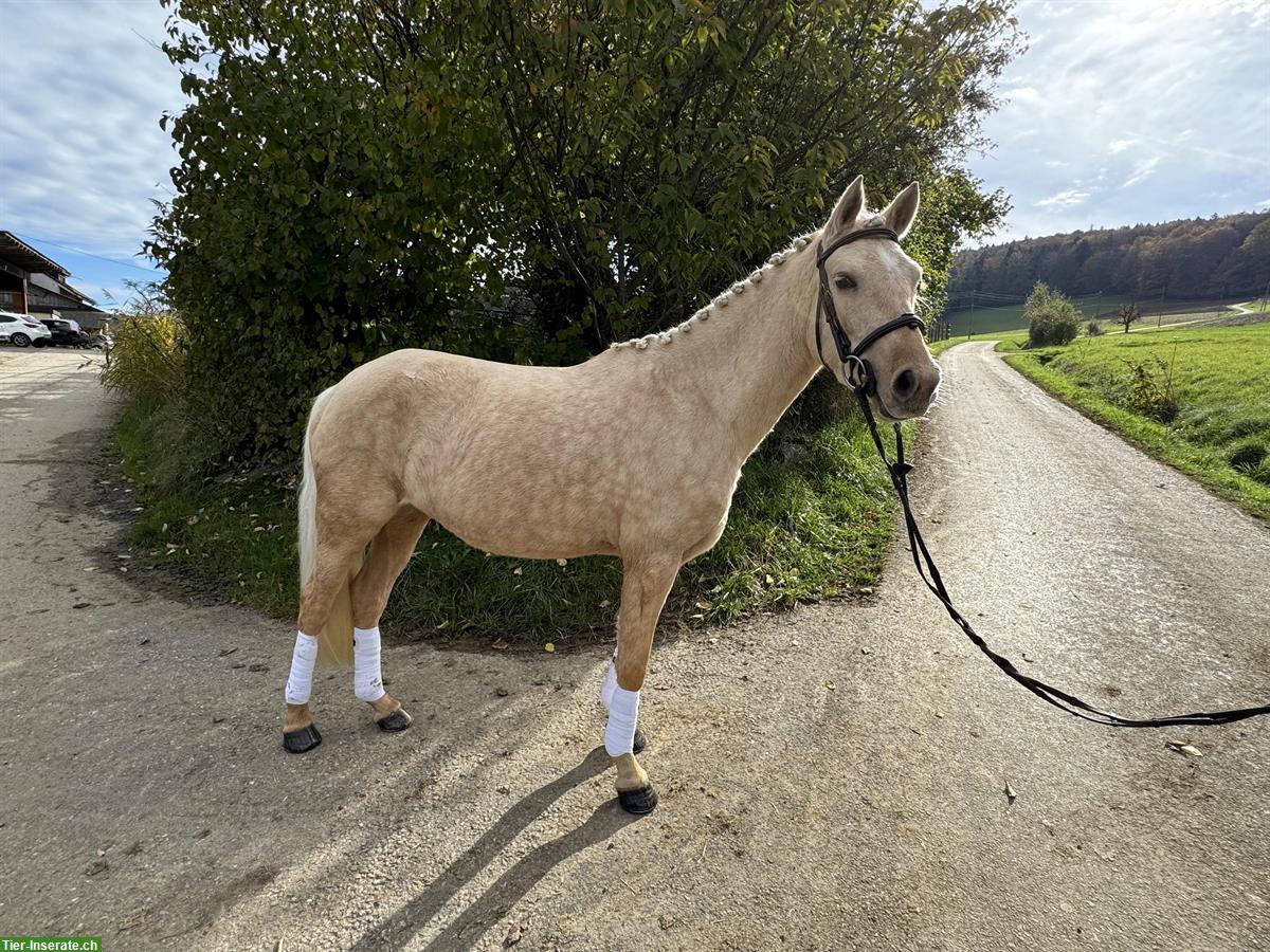 Bild 3: Hübsche Deutsche Reitpony Stute, sehr brav