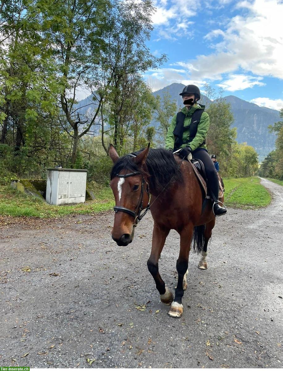 Bild 2: Suche Reitbeteiligung / Pflegepferd in Zürich Wollishofen Umgebung