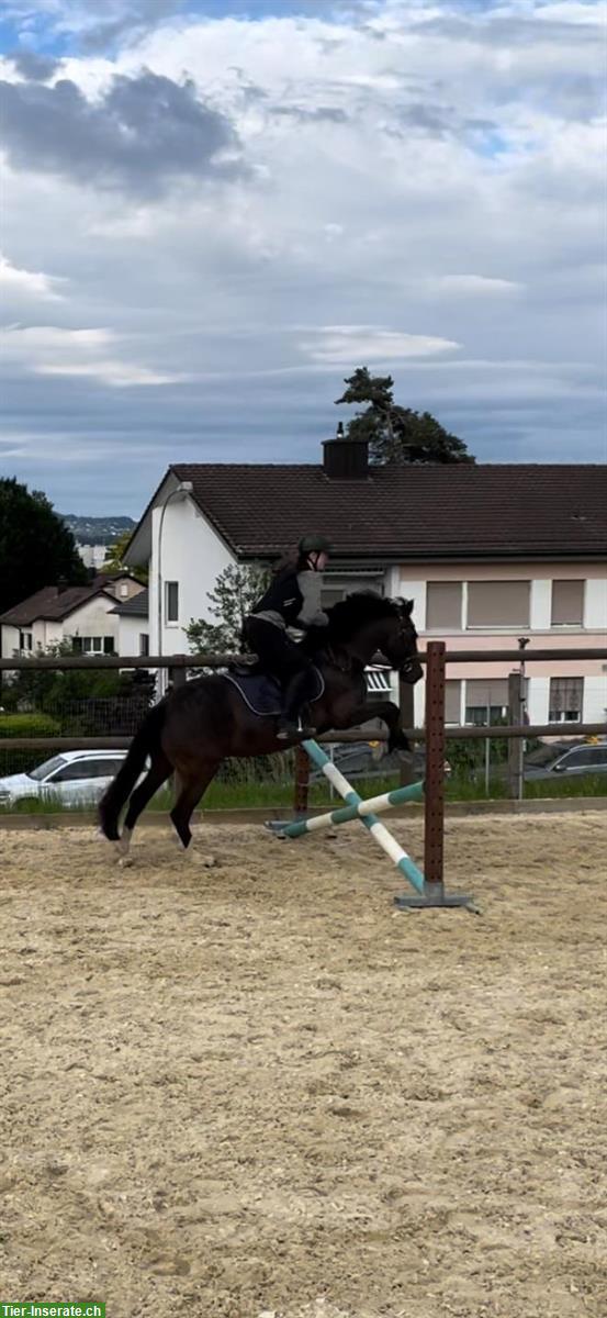 Bild 8: Suche Reitbeteiligung / Pflegepferd in Zürich Wollishofen Umgebung