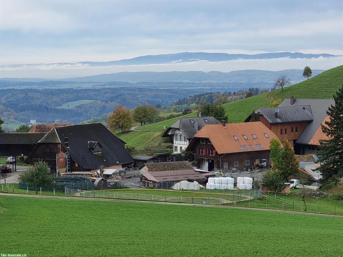 Bild 3: Pferdeimmobilie: Pferde-Paradies für Mensch & Tier zu verkaufen