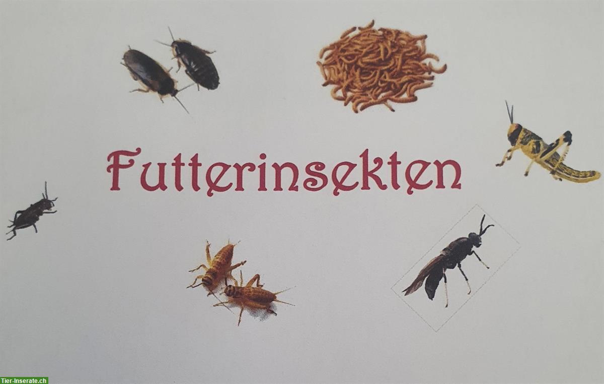 Verschiedene Futterinsekten aus Hobbyzucht