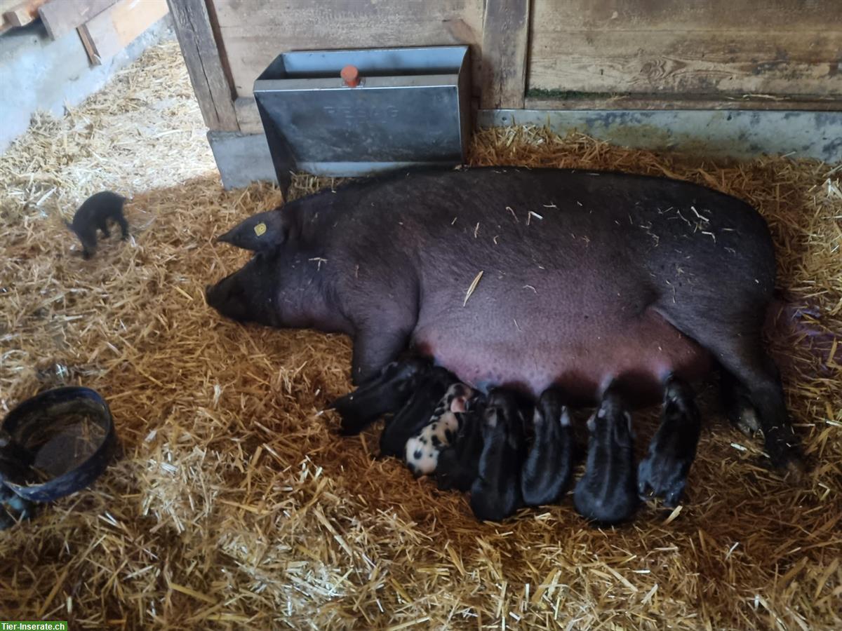 Alpenschwein Muttersau zu verkaufen