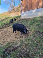 Alpenschwein Muttersau zu verkaufen