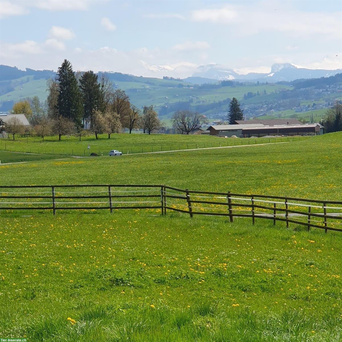 Bild 3: Idyllischer 4er-Pferdestall in Wädenswil ZH