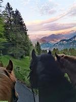 Auslaufboxe zu vermieten im schönen Ausreitgebiet am Pilatus