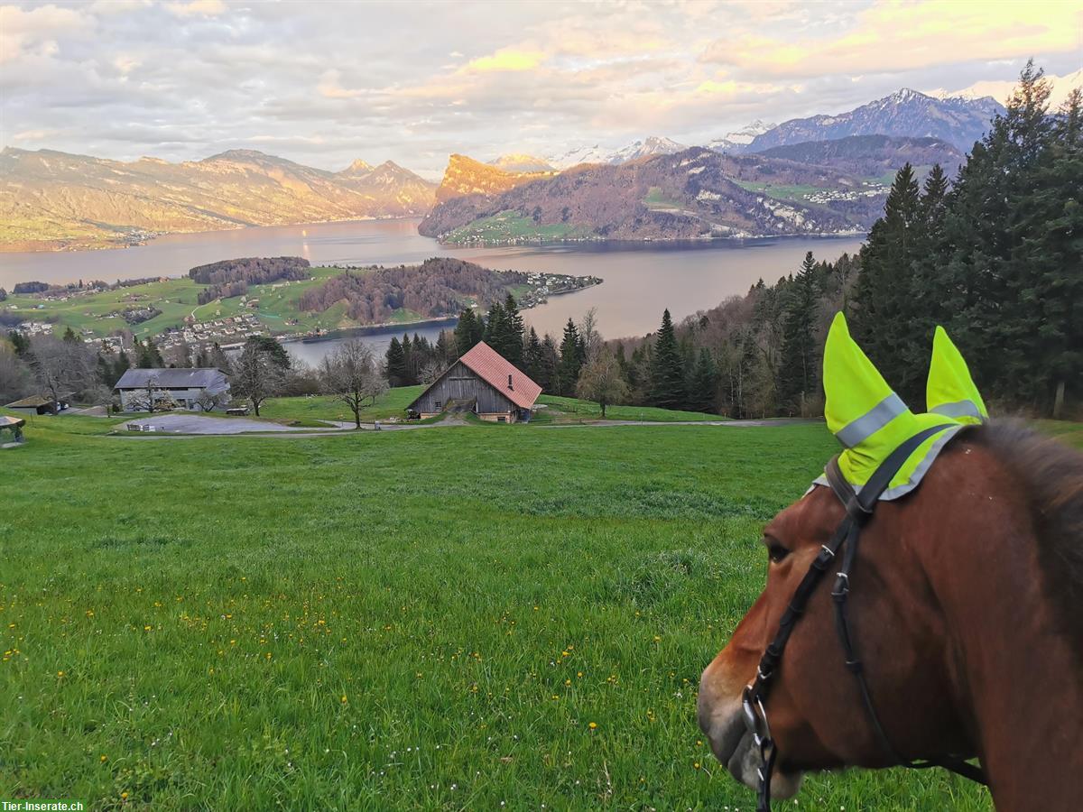 Bild 5: Auslaufboxe zu vermieten im schönen Ausreitgebiet am Pilatus