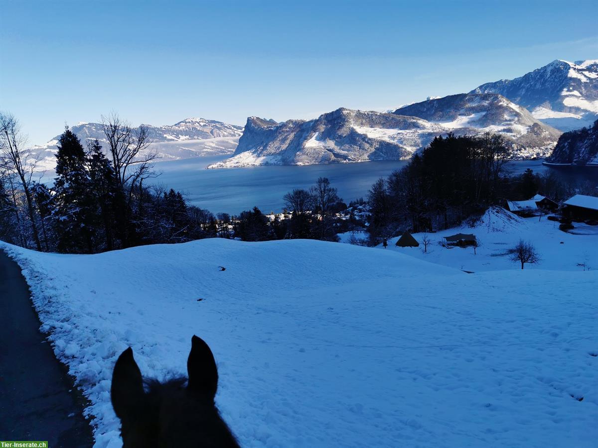 Bild 6: Auslaufboxe zu vermieten im schönen Ausreitgebiet am Pilatus