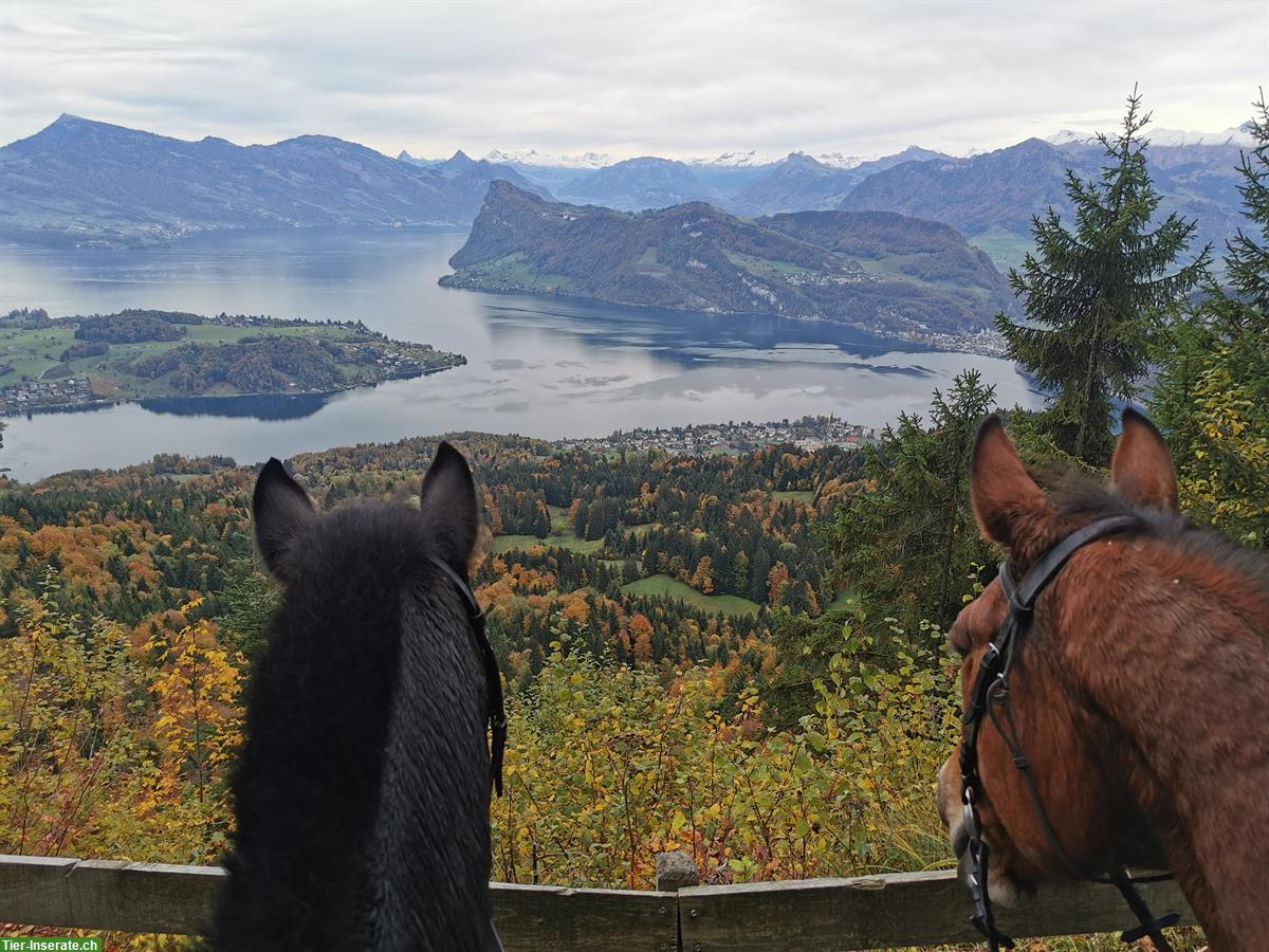 Bild 7: Auslaufboxe zu vermieten im schönen Ausreitgebiet am Pilatus