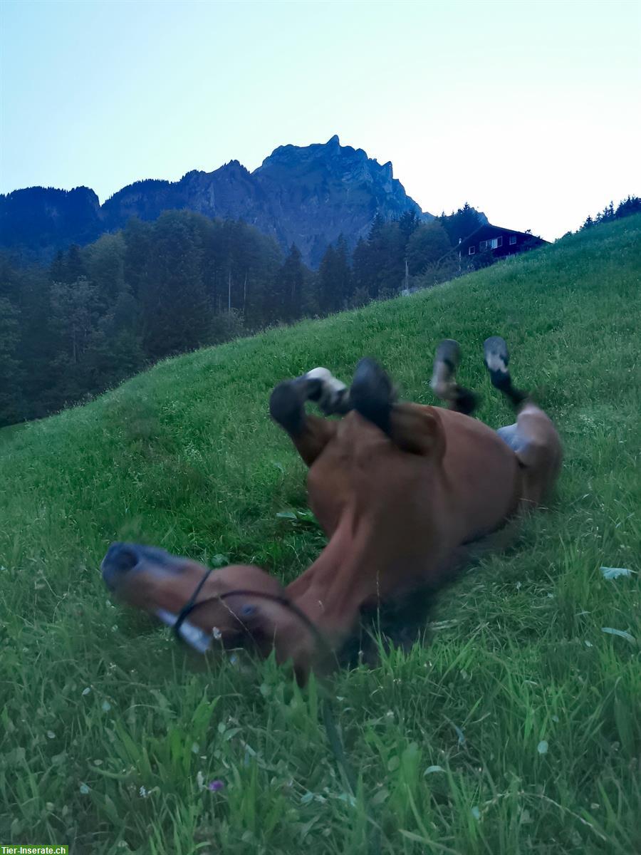 Bild 8: Auslaufboxe zu vermieten im schönen Ausreitgebiet am Pilatus