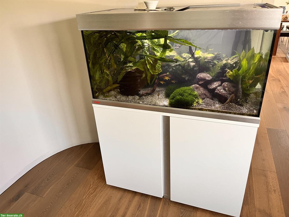 Aquarium komplett mit Fische, Zubehör - gut eingefahren!