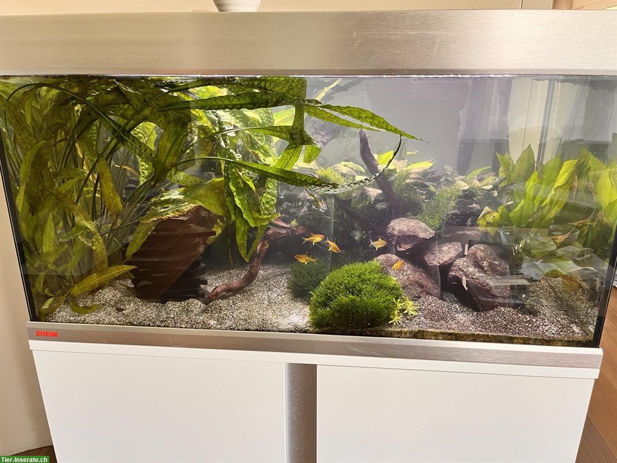 Bild 2: Aquarium komplett mit Fische, Zubehör - gut eingefahren!