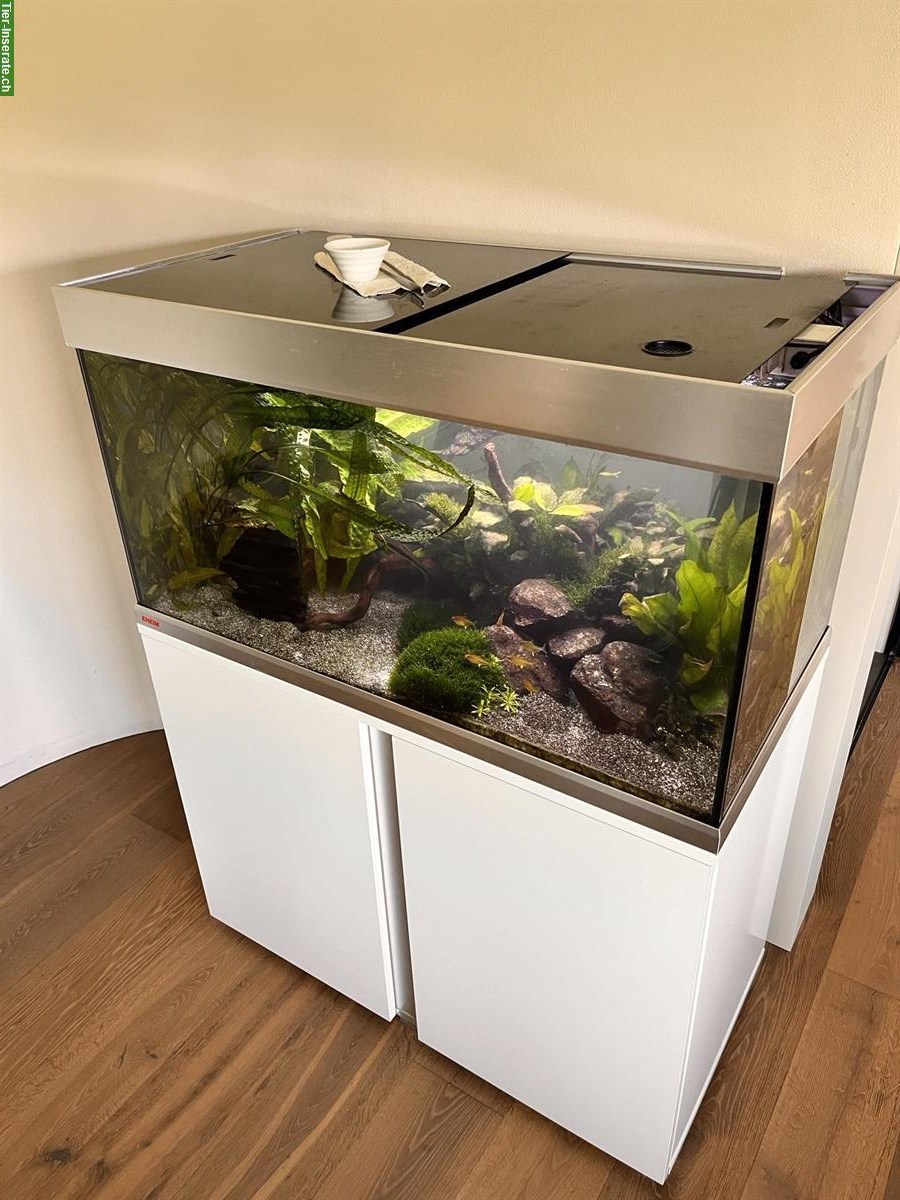 Bild 3: Aquarium komplett mit Fische, Zubehör - gut eingefahren!