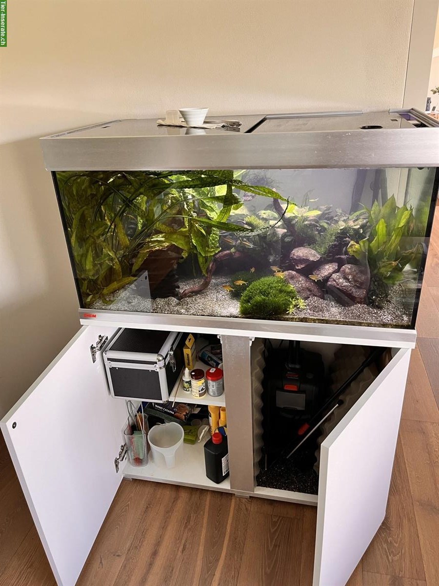 Bild 4: Aquarium komplett mit Fische, Zubehör - gut eingefahren!