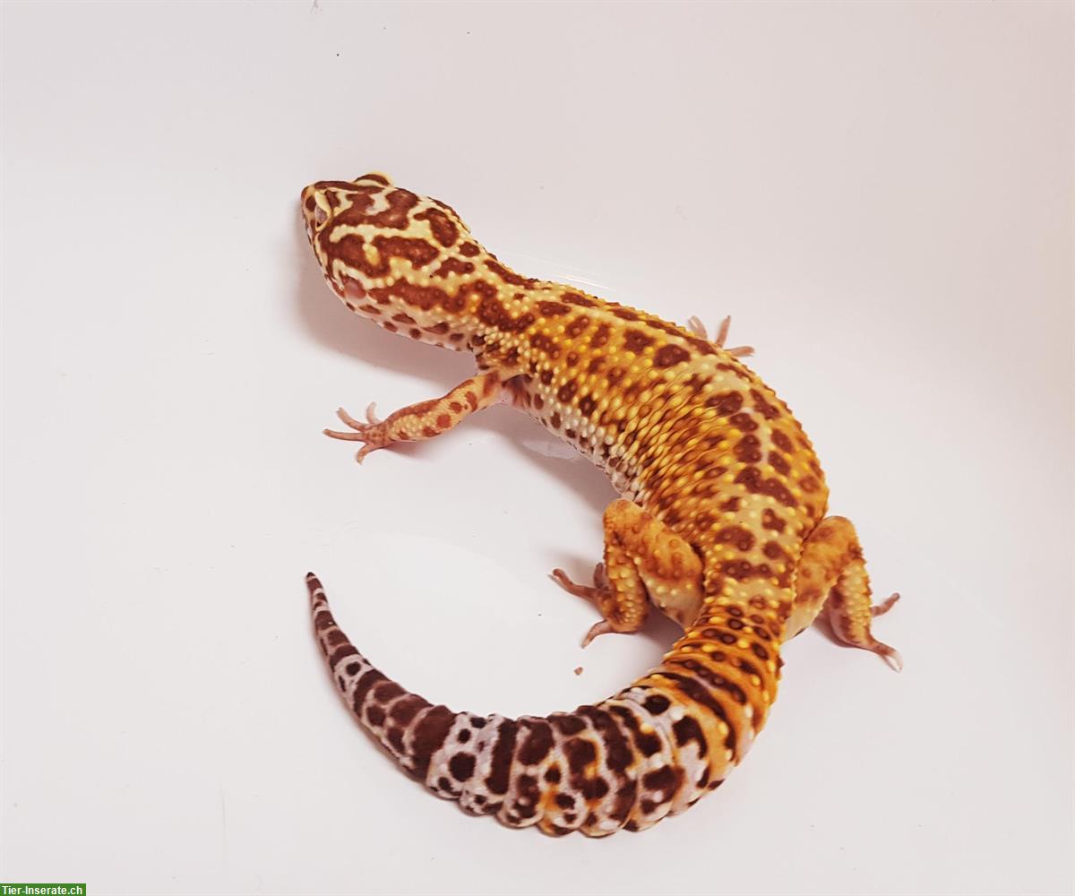 Gesunde Leopardgecko suchen schönes neues zuhause