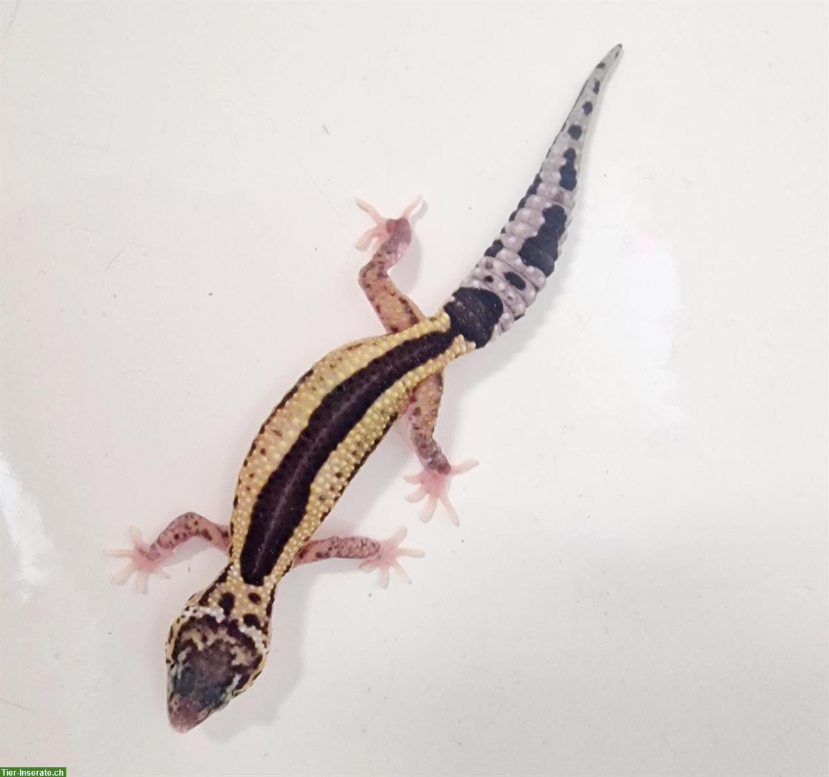 Bild 10: Gesunde Leopardgecko suchen schönes neues zuhause