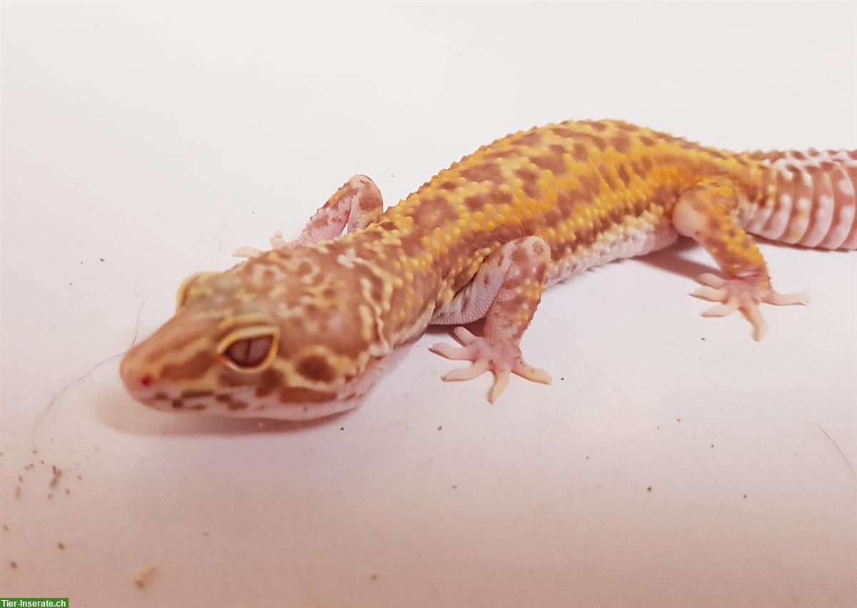 Bild 2: Gesunde Leopardgecko suchen schönes neues zuhause