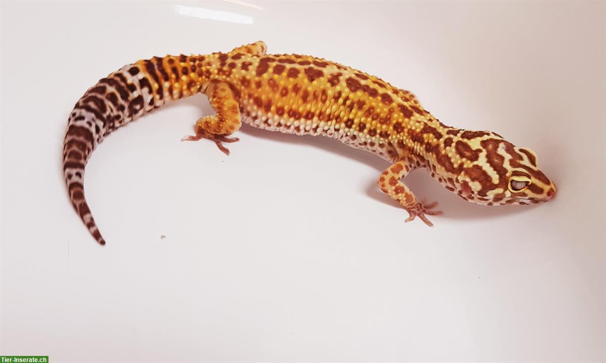 Bild 3: Gesunde Leopardgecko suchen schönes neues zuhause