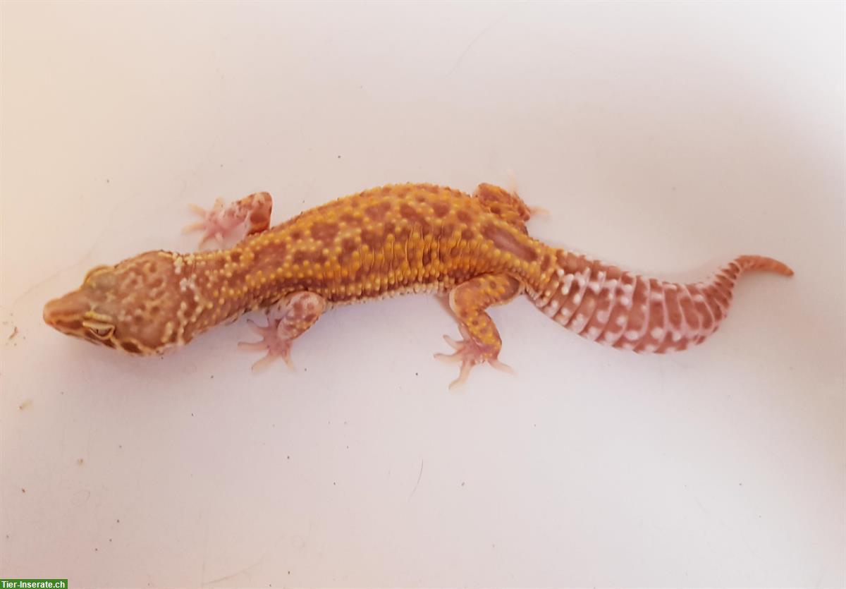 Bild 4: Gesunde Leopardgecko suchen schönes neues zuhause