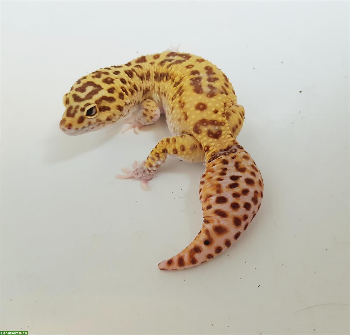 Bild 5: Gesunde Leopardgecko suchen schönes neues zuhause