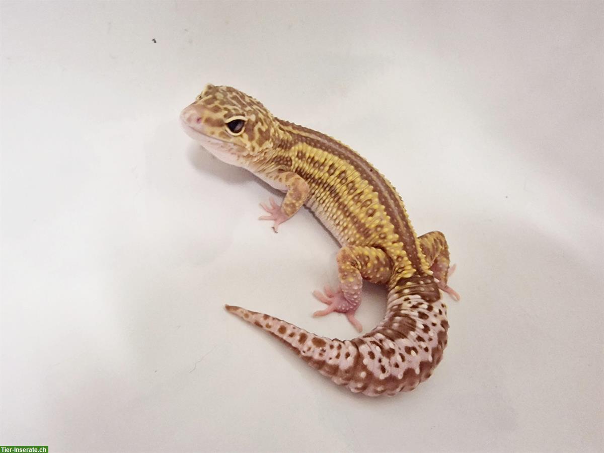 Bild 6: Gesunde Leopardgecko suchen schönes neues zuhause