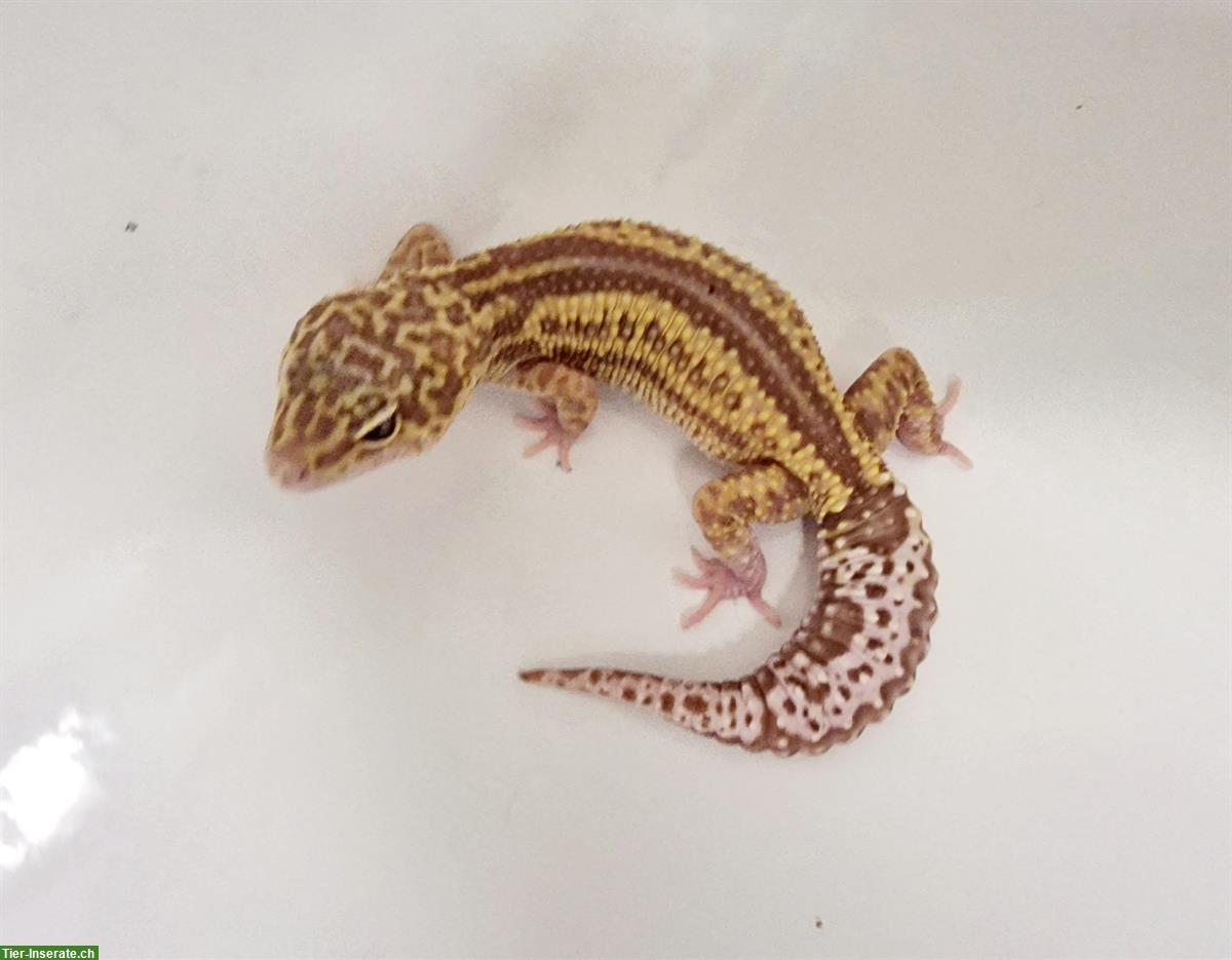 Bild 7: Gesunde Leopardgecko suchen schönes neues zuhause