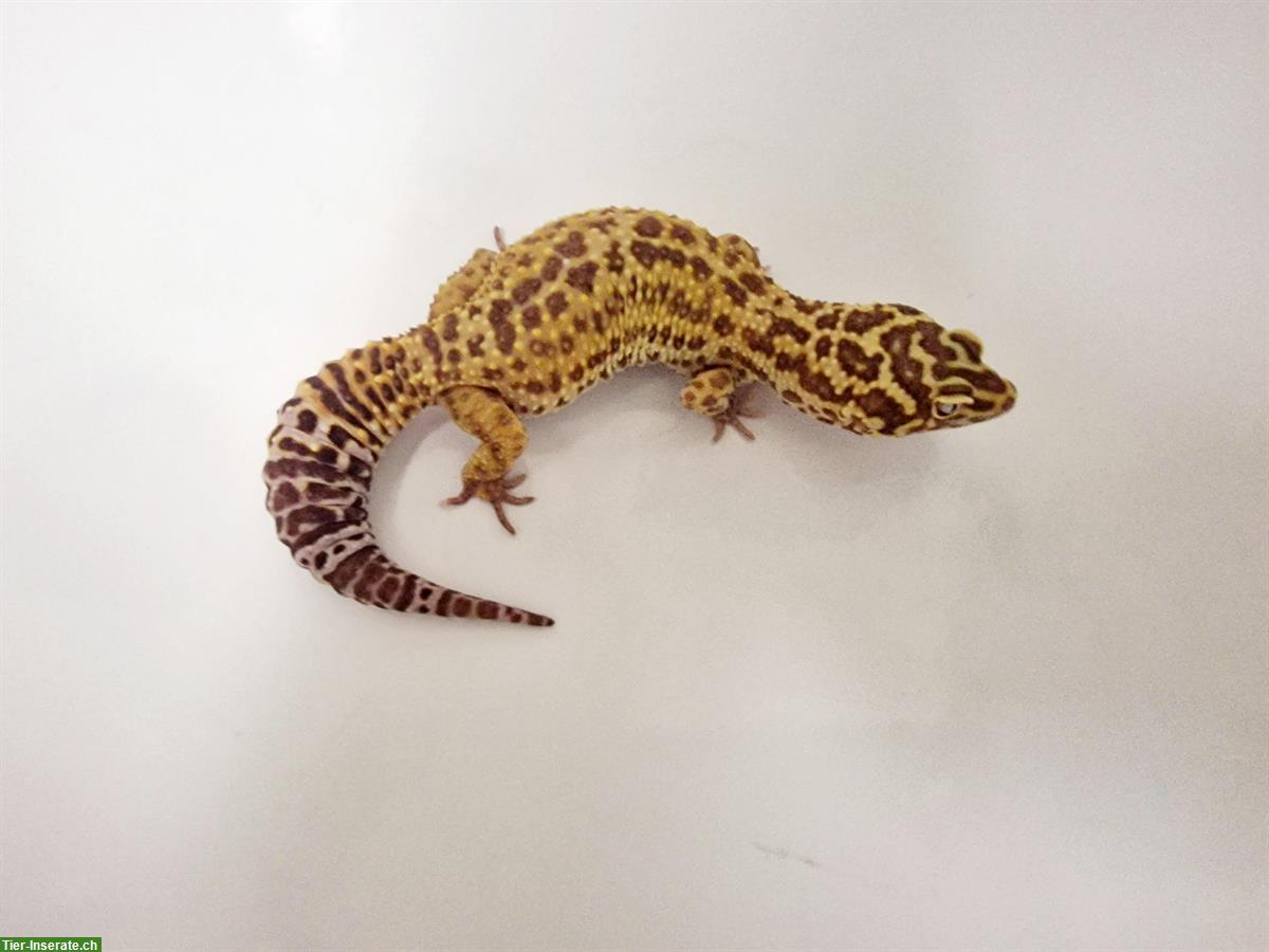 Bild 8: Gesunde Leopardgecko suchen schönes neues zuhause