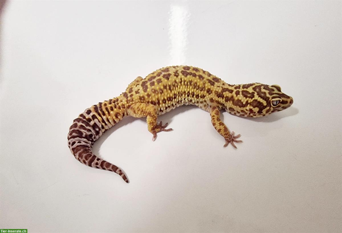 Bild 9: Gesunde Leopardgecko suchen schönes neues zuhause