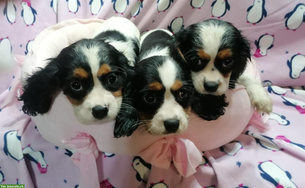 Cavalier King Charles Spaniel Welpen zu verkaufen