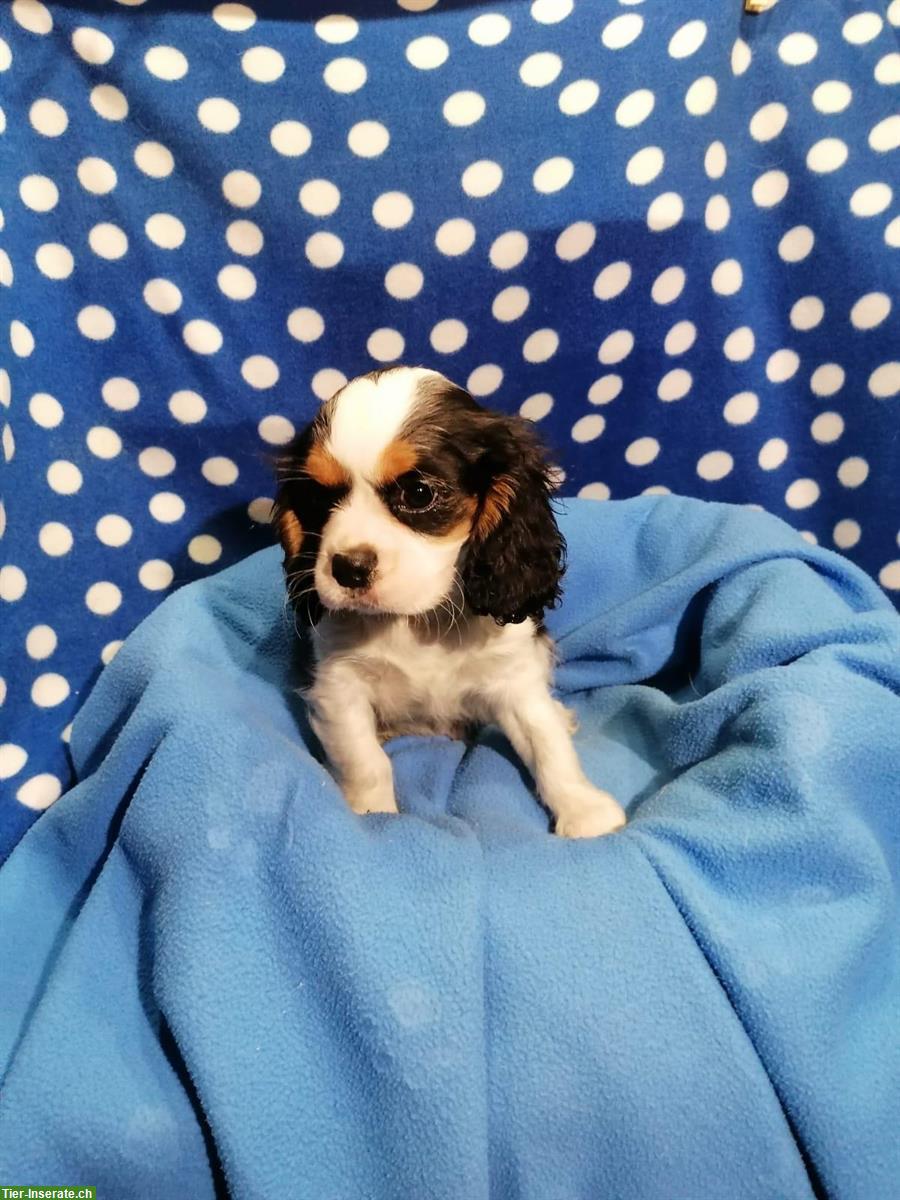 Bild 10: Cavalier King Charles Spaniel Welpen zu verkaufen