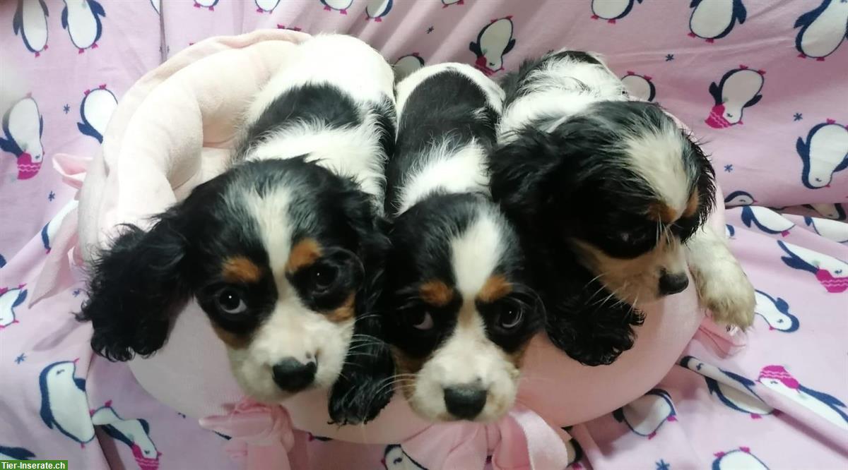 Bild 2: Cavalier King Charles Spaniel Welpen zu verkaufen