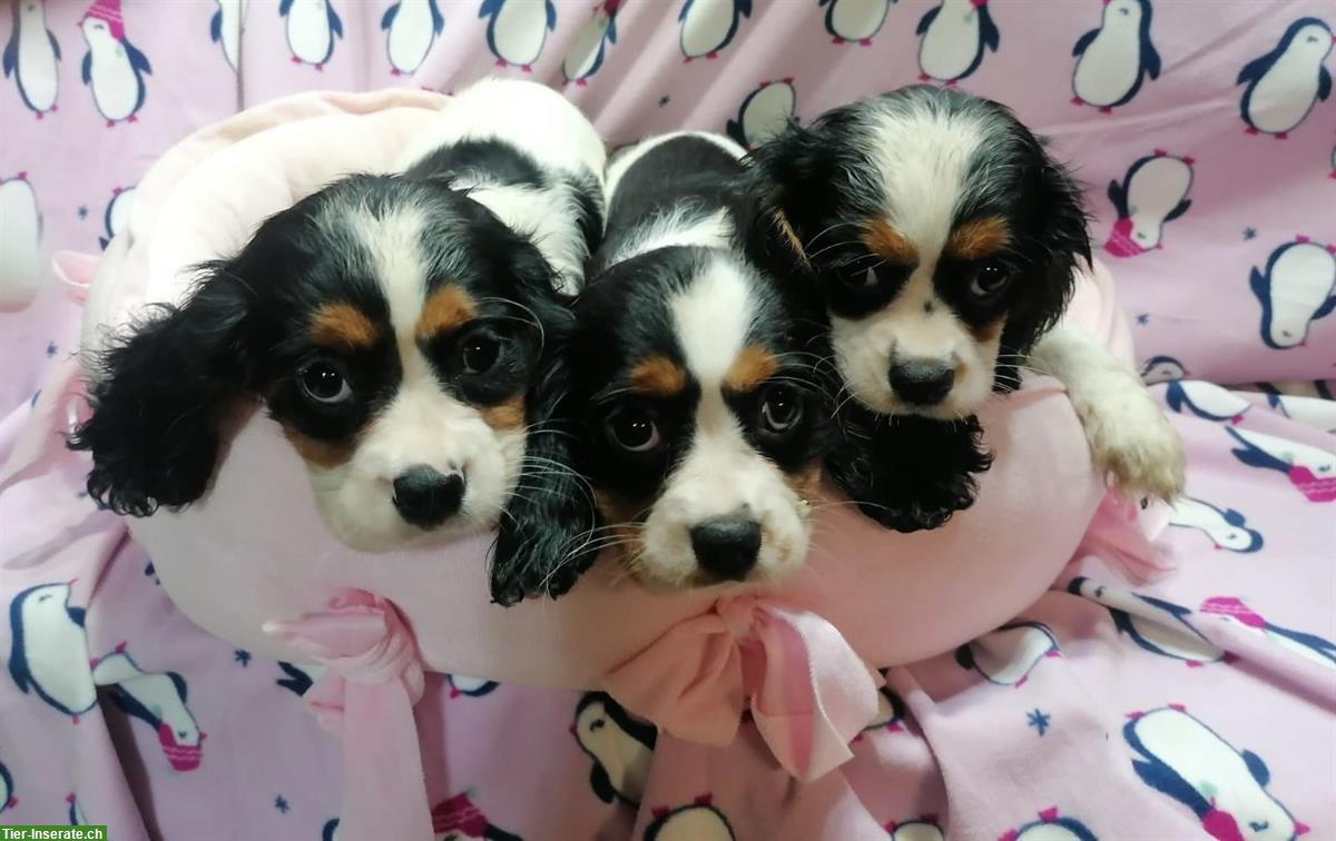 Bild 3: Cavalier King Charles Spaniel Welpen zu verkaufen