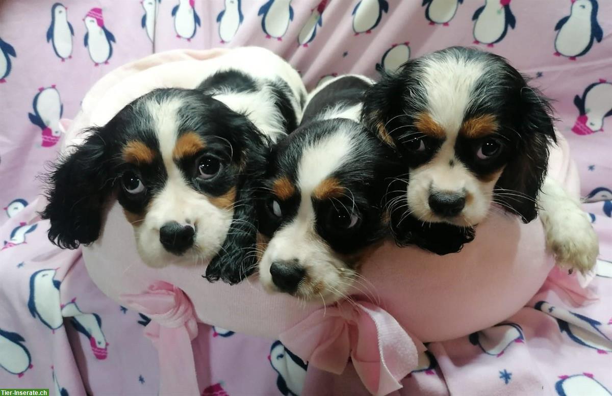 Bild 4: Cavalier King Charles Spaniel Welpen zu verkaufen