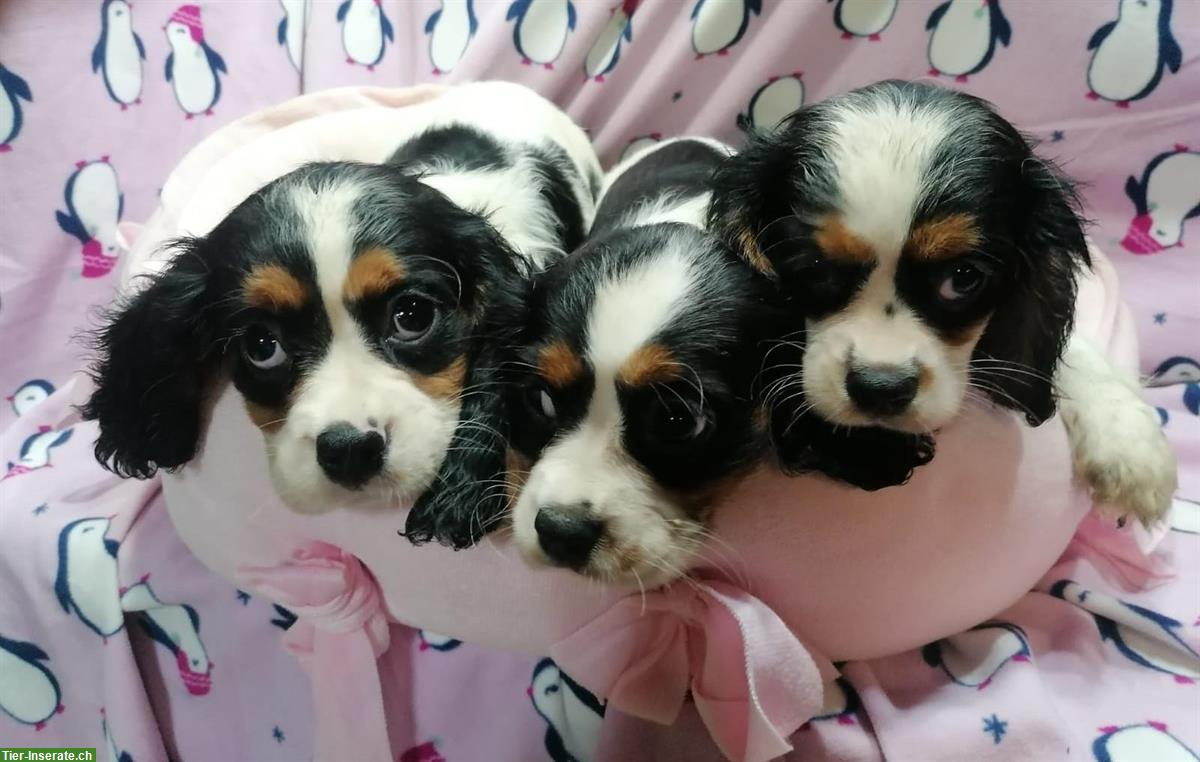 Bild 5: Cavalier King Charles Spaniel Welpen zu verkaufen