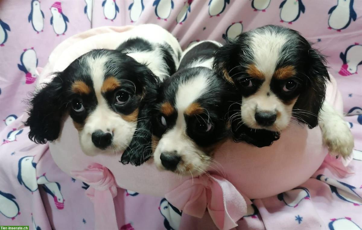 Bild 6: Cavalier King Charles Spaniel Welpen zu verkaufen