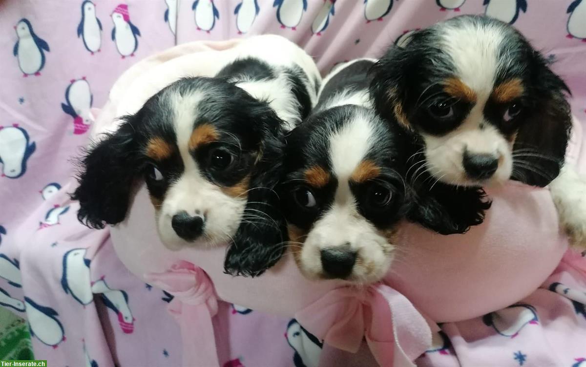 Bild 7: Cavalier King Charles Spaniel Welpen zu verkaufen