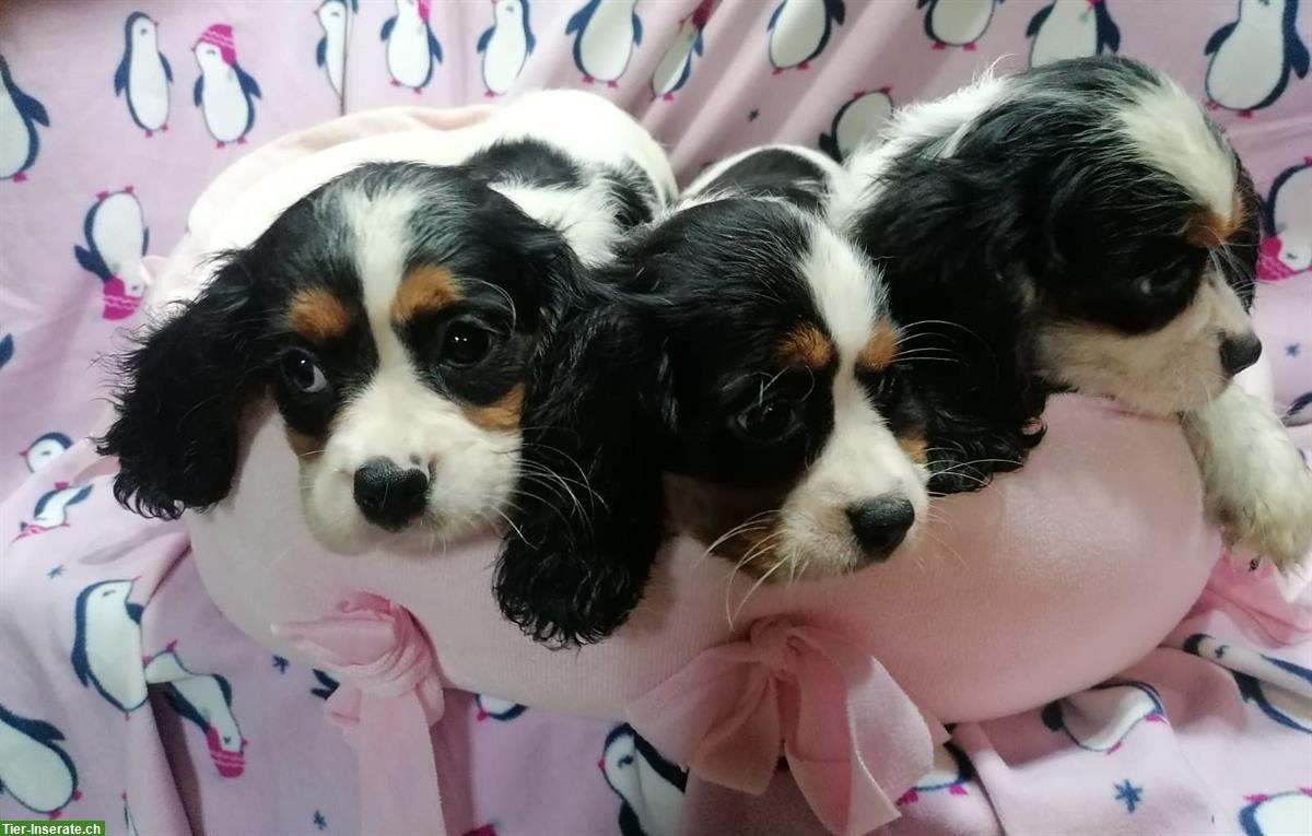 Bild 8: Cavalier King Charles Spaniel Welpen zu verkaufen