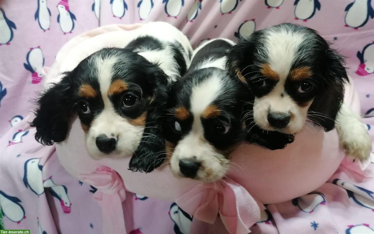 Bild 9: Cavalier King Charles Spaniel Welpen zu verkaufen