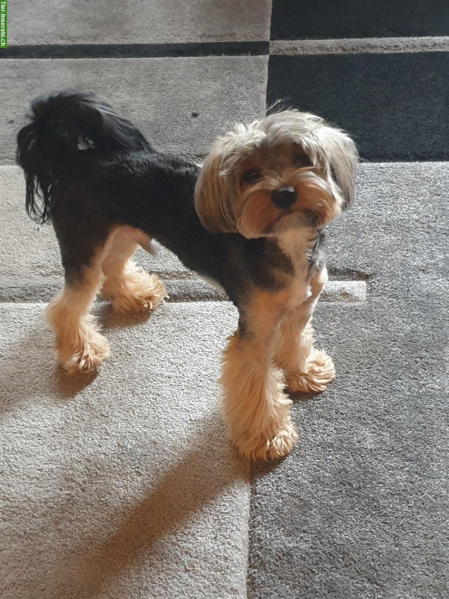 Deckrüde Biewer Yorkshire Terrier ohne Papiere