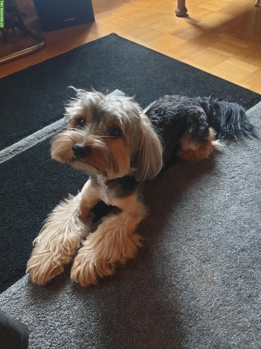 Bild 2: Deckrüde Biewer Yorkshire Terrier ohne Papiere