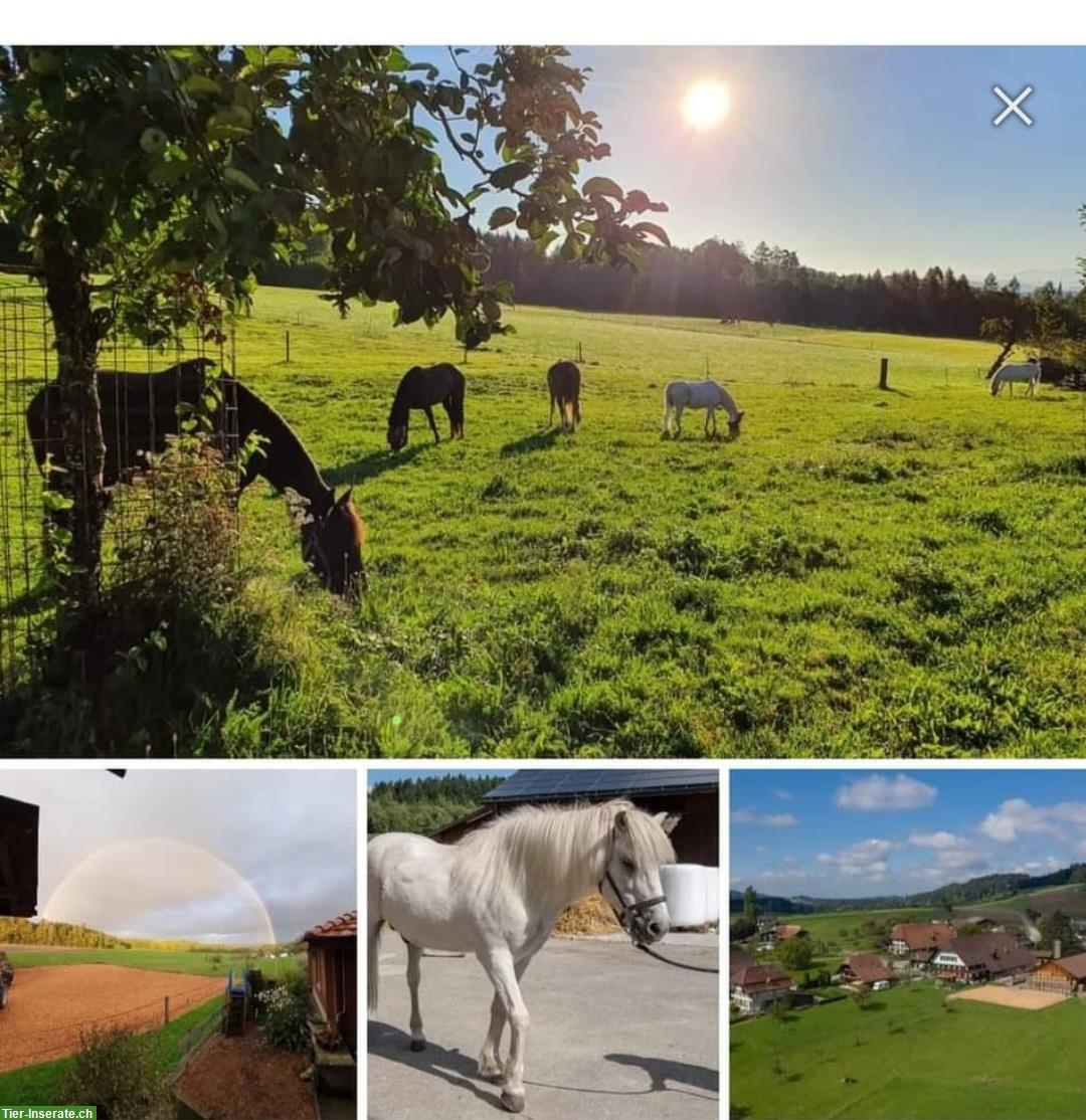 Pferdeboxen mit grosszügigem Auslauf, Region Wohlensee