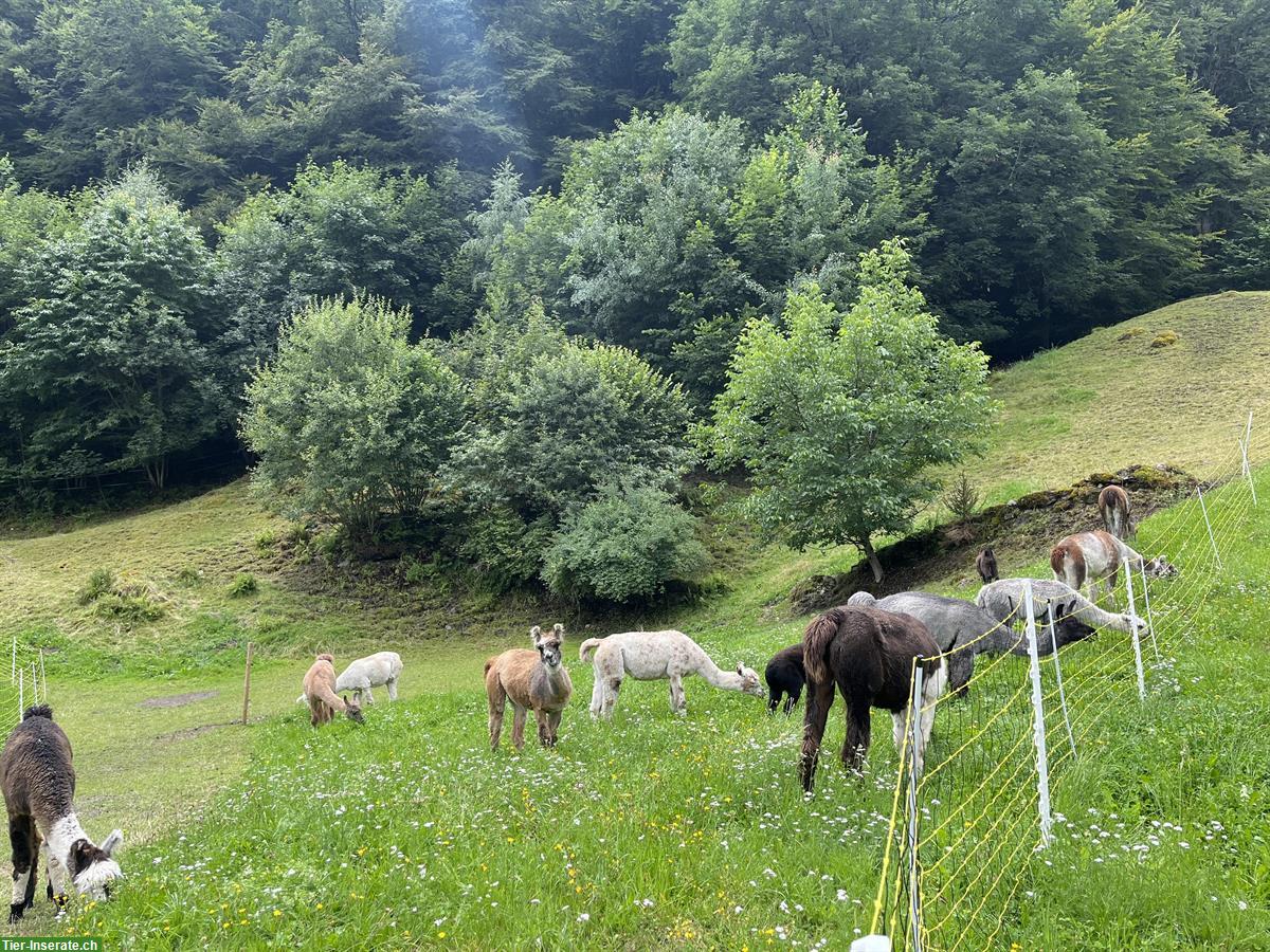 Bild 2: Verkauf: Lama Hengste und Lama Stuten