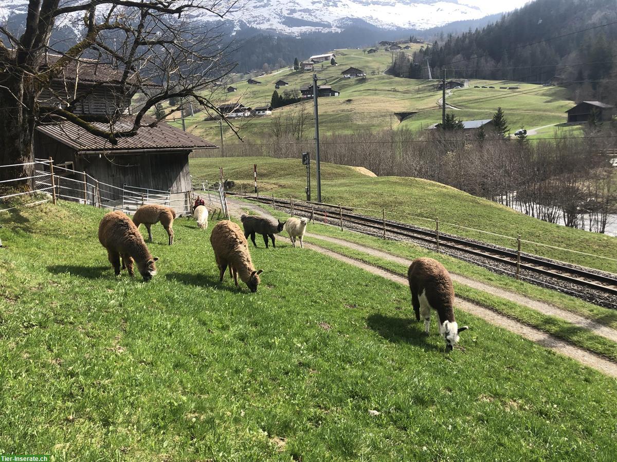 Bild 3: Verkauf: Lama Hengste und Lama Stuten