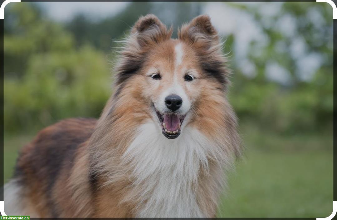 Sheltie ab 2-jährig gesucht für Rentner Ehepaar