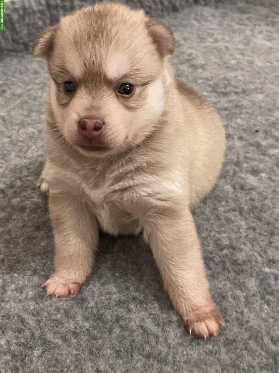 Bild 4: Reinrassige Alaskan Klee Kai Welpen suchen ihr neues Zuhause