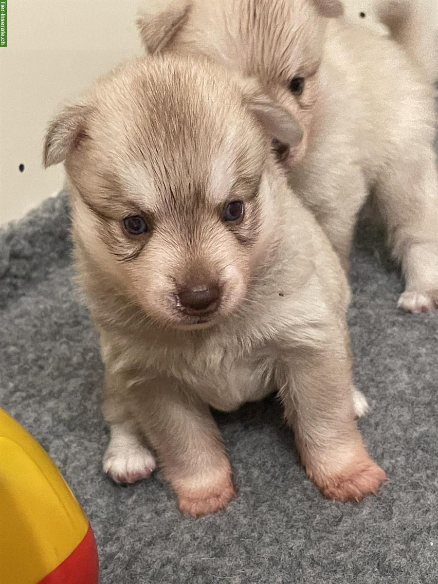 Bild 5: Reinrassige Alaskan Klee Kai Welpen suchen ihr neues Zuhause