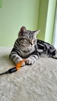 Britisch Kurzhaar Kitten Whiskas, silber tabby mit Stammbaum
