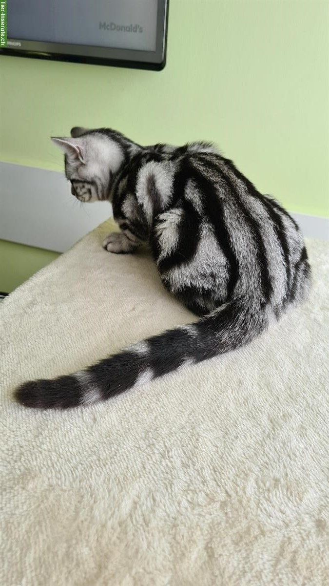 Bild 9: Britisch Kurzhaar Kitten Whiskas, silber tabby mit Stammbaum