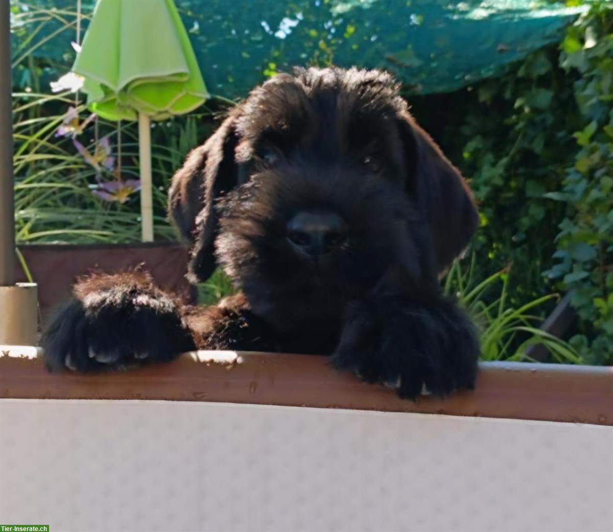 Riesenschnauzer Welpen schwarz mit Papiere