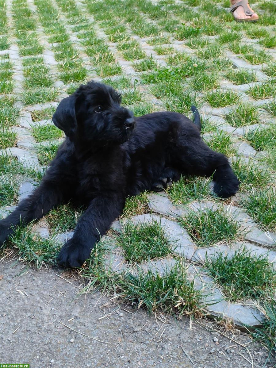 Bild 2: Riesenschnauzer Welpen schwarz mit Papiere